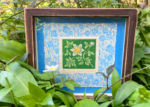 Load image into Gallery viewer, 'Wood Anenome' framed artwork